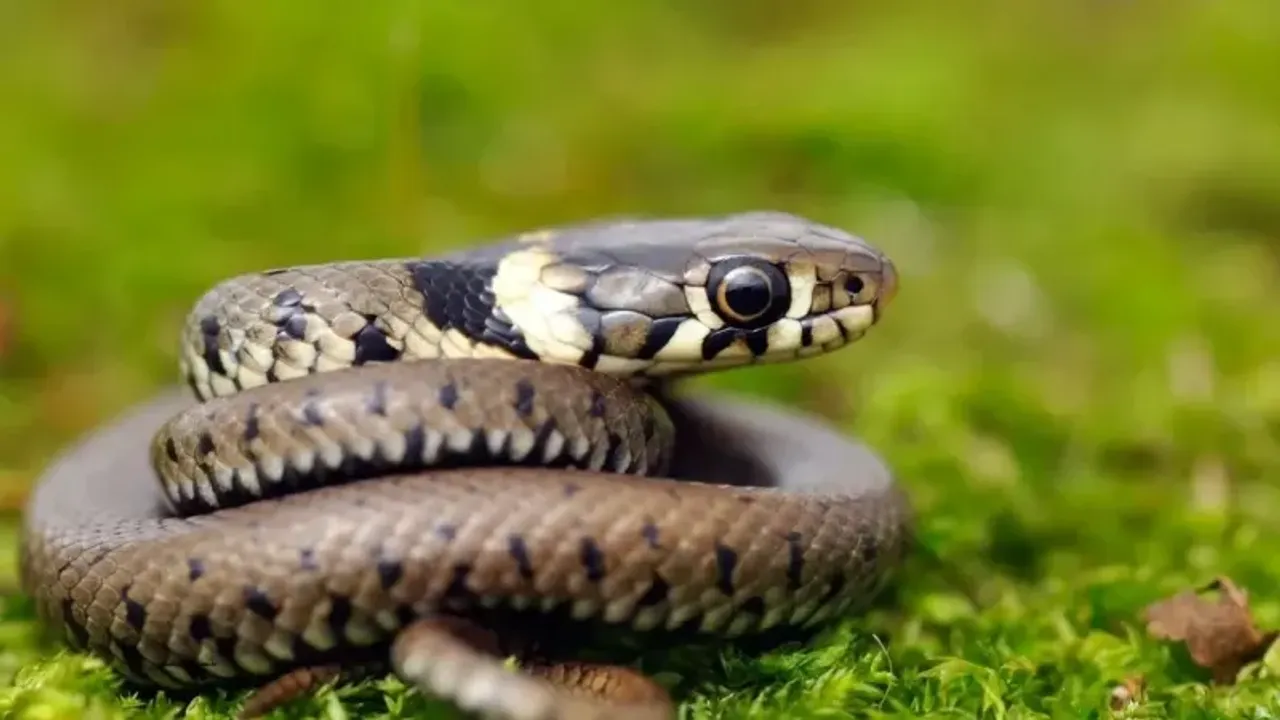 Rüyada Yılan Görmek Neye İşarettir?