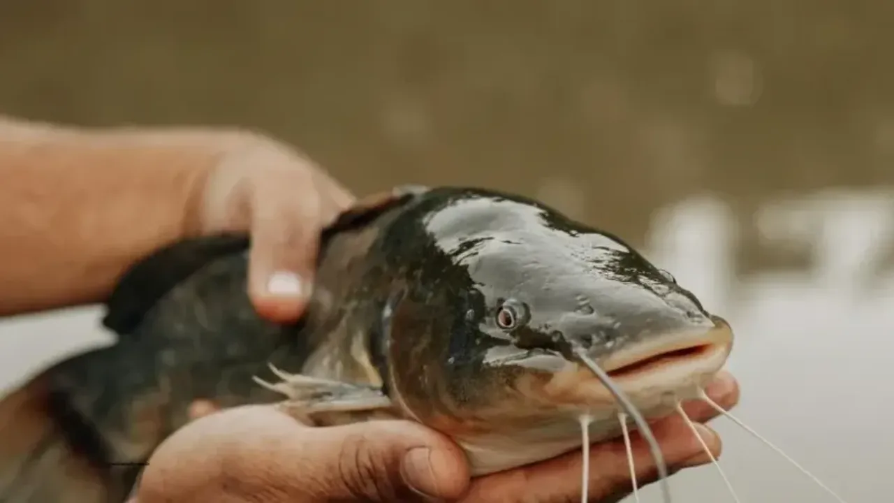 Yayın Balığı Nasıl Pişirilir? Yayın Balığı Pişirmenin Püf Noktaları