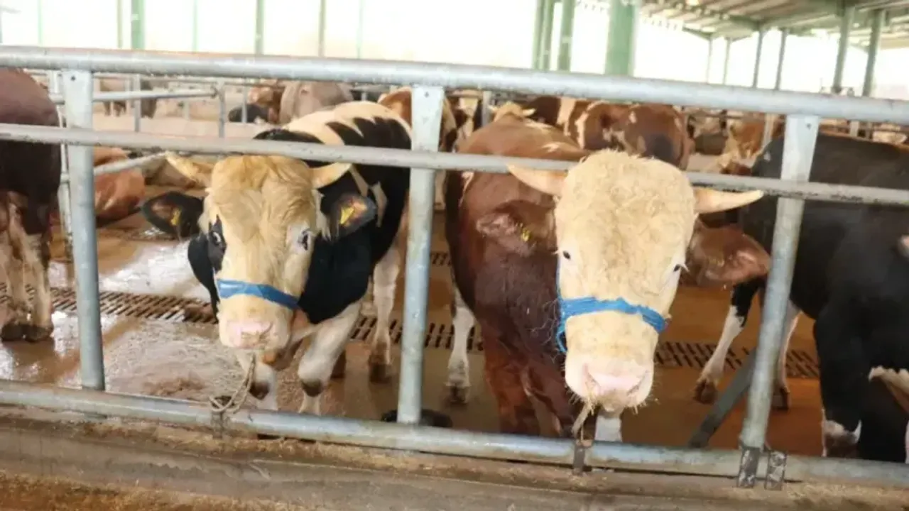 İzmit'te Kurbanlık Satışları Başladı!