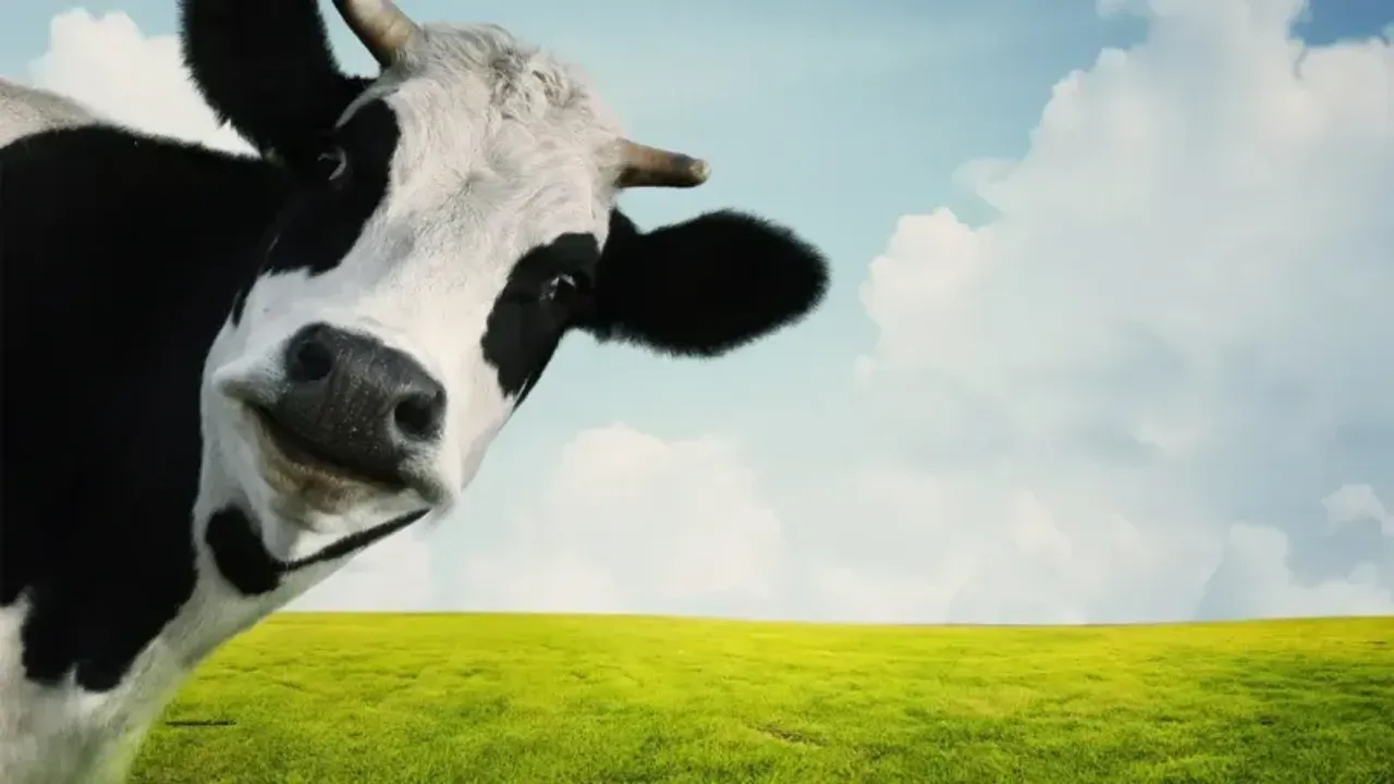 Rüyada İnek Görmek Ne Anlama Gelir?