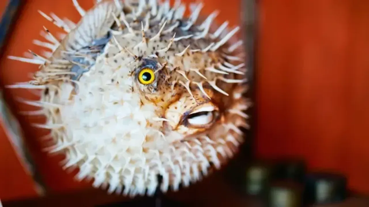 Balon Balığı Avcılığına Destek Arttırıldı!