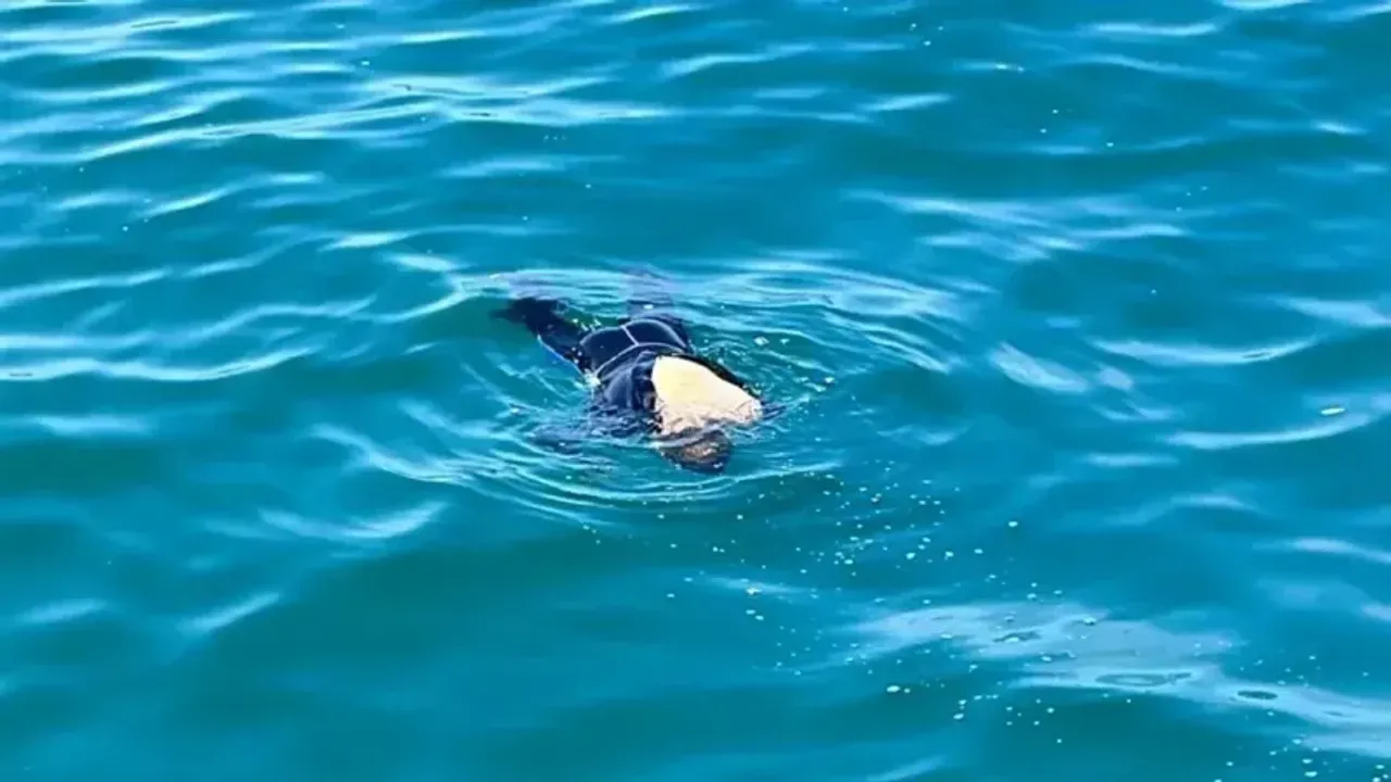 Kandıra'da Sahile Ceset Vurdu! 