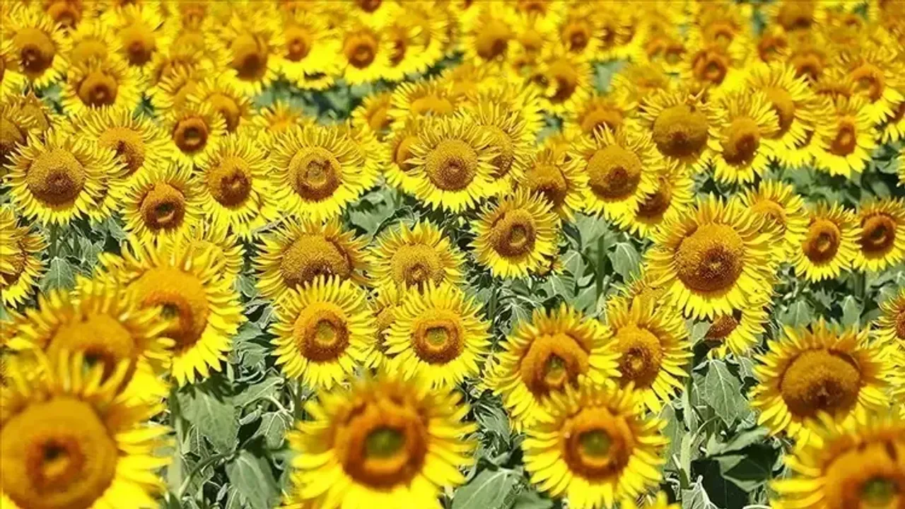 Ayçiçek yağı ithalat vergisi düşürüldü