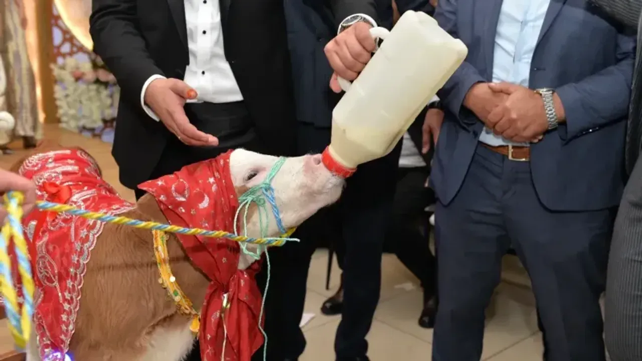 Gelin Damada Buzağı Taktılar