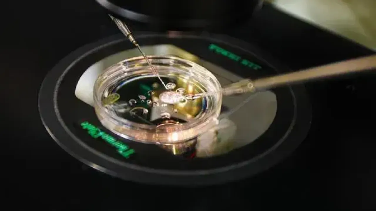 Kısırlığa Devrim! Deri Hücresinden Embriyo Geliştirildi