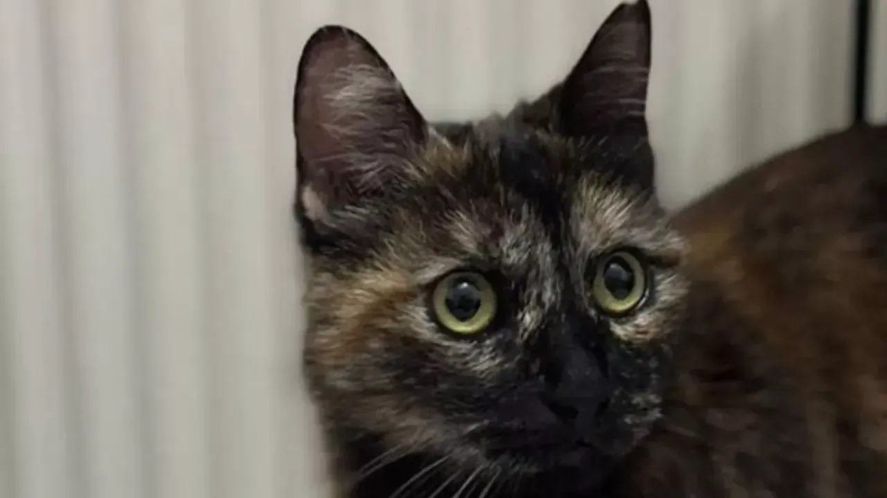 Kedi Cezve’yi Öldüren Sanığa İndirimsiz Hapis Cezası