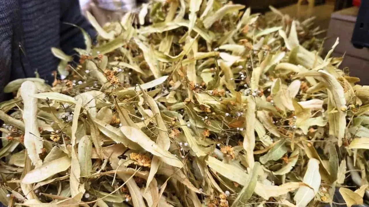 Kışın En Çok Tercih Edilen Bitki, Şimdi 1500TL'ye Satılıyor!