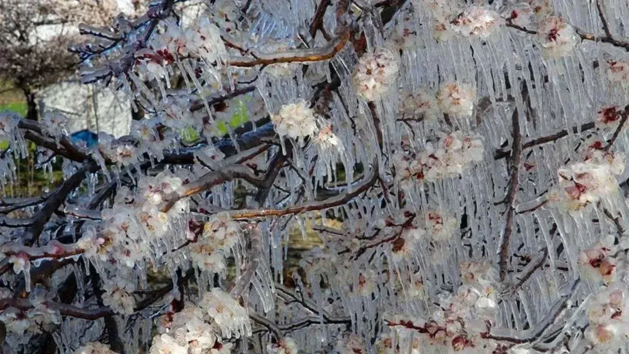 Çiftçilere Kritik Uyarı: Zirai Don Tehlikesi Kapıda