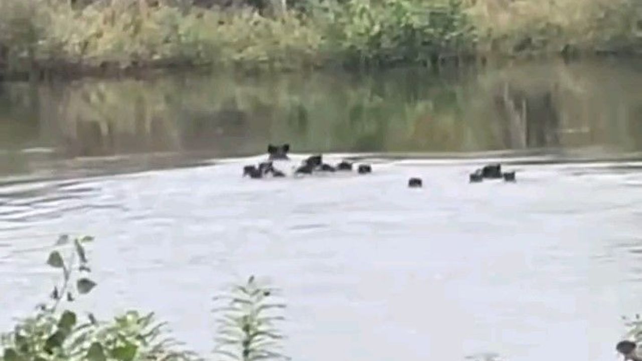 Yaban Domuzları Meriç Nehri Üzerinden Yunanistan’a Geçti