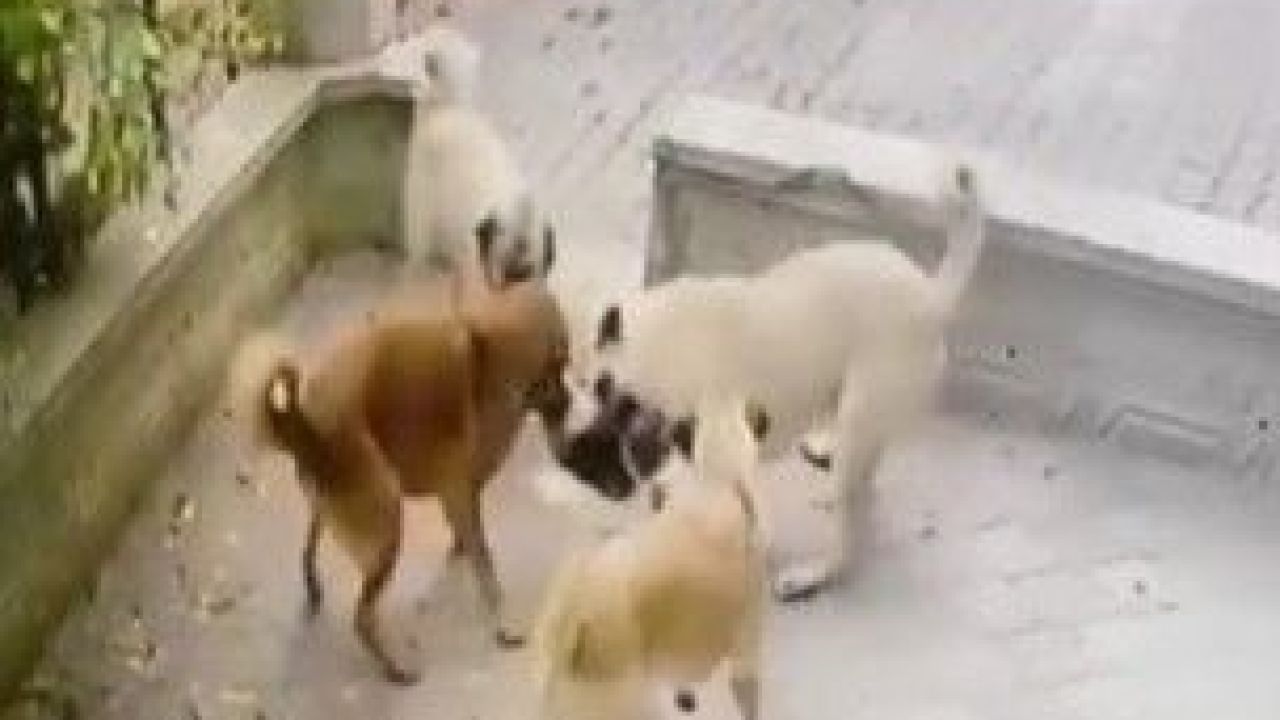 4 köpek birden saldırdı!