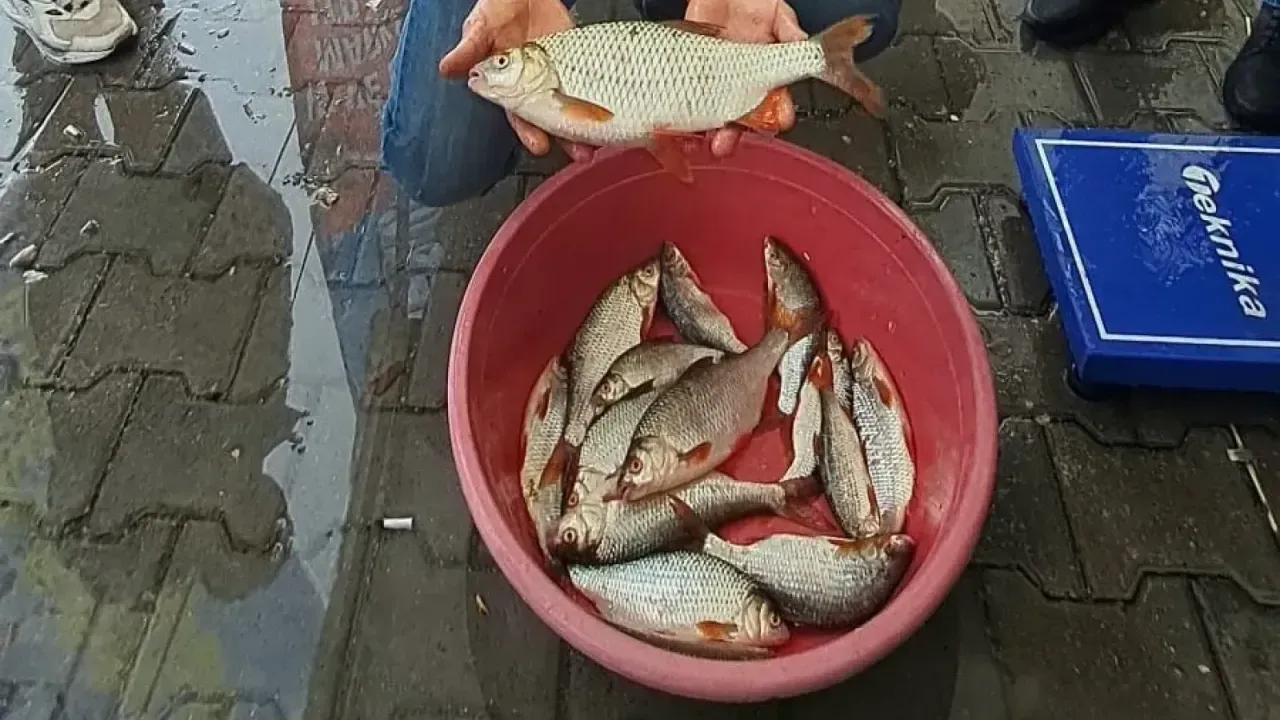 Sapanca Gölü’nde kızılkanat heyecanı!