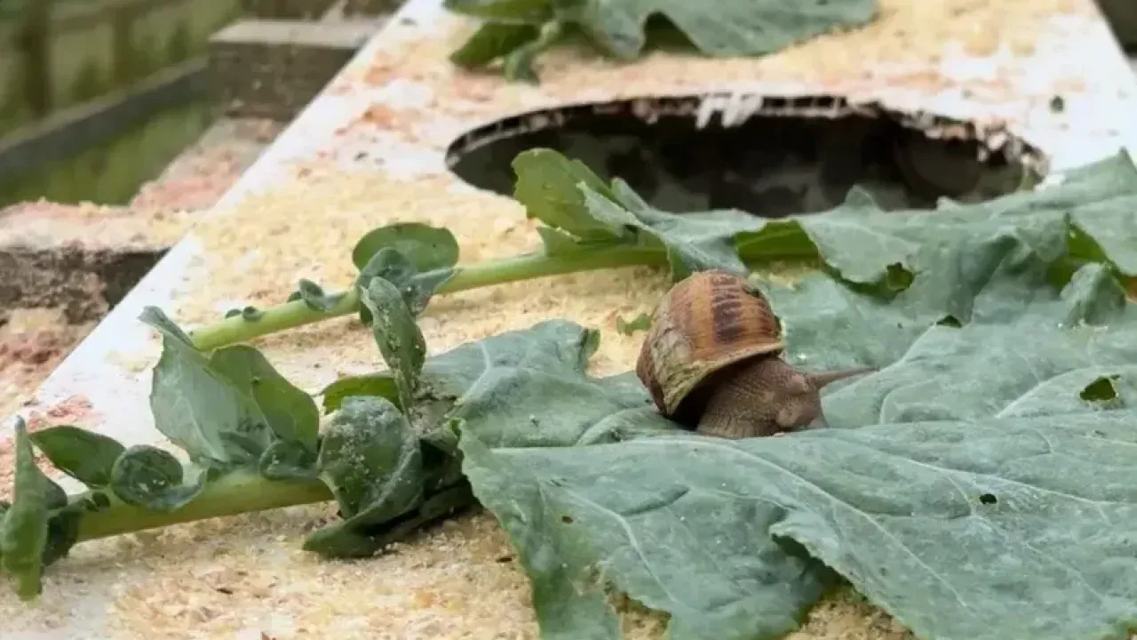 Salyangozlardan servet kazandı