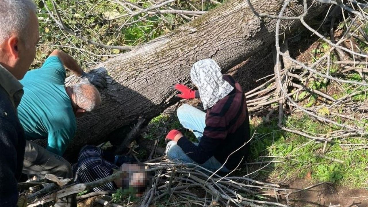 Kestiği ağacın altında kalan adam kurtarılamadı