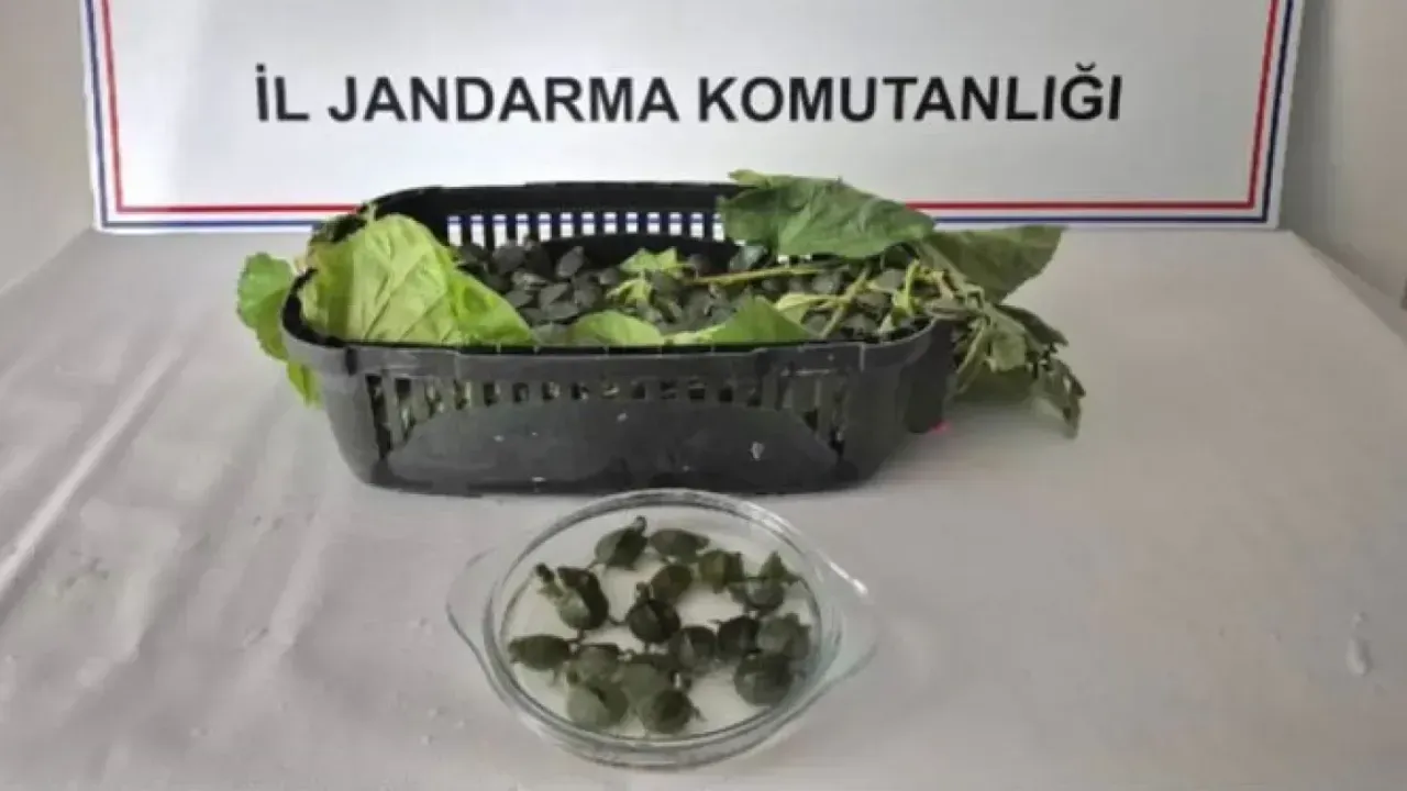 Yolcu otobüsünde 500 kaplumbağa bulundu