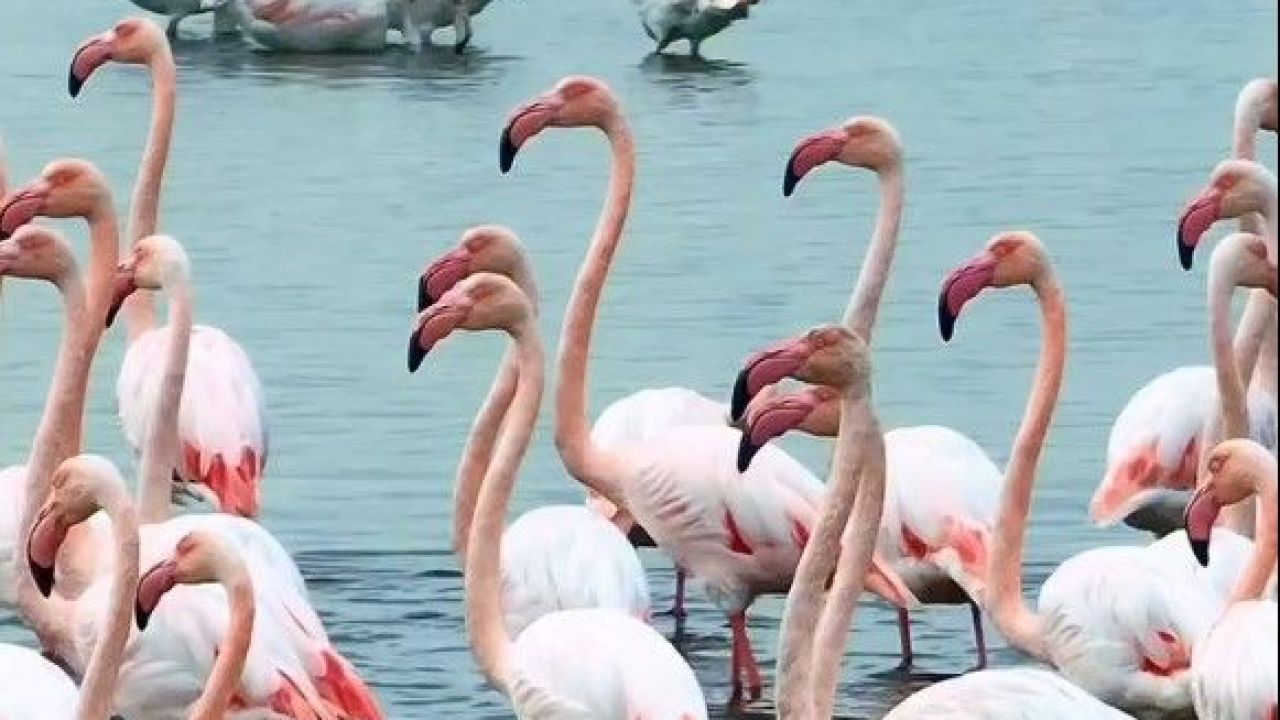 İzmit Körfezi’nde pembe flamingoların dansı