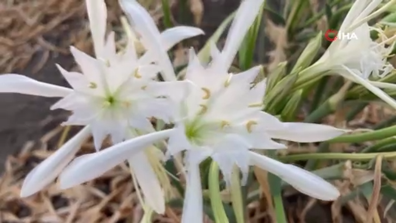 Akdeniz’in Çiçeğine Dokunma! 2.8 Milyon TL’lik Yasak