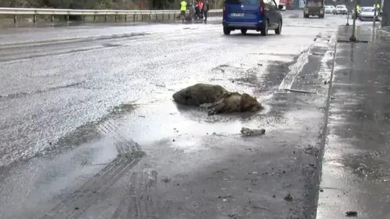 Sel Sularında Domuz Boğuldu