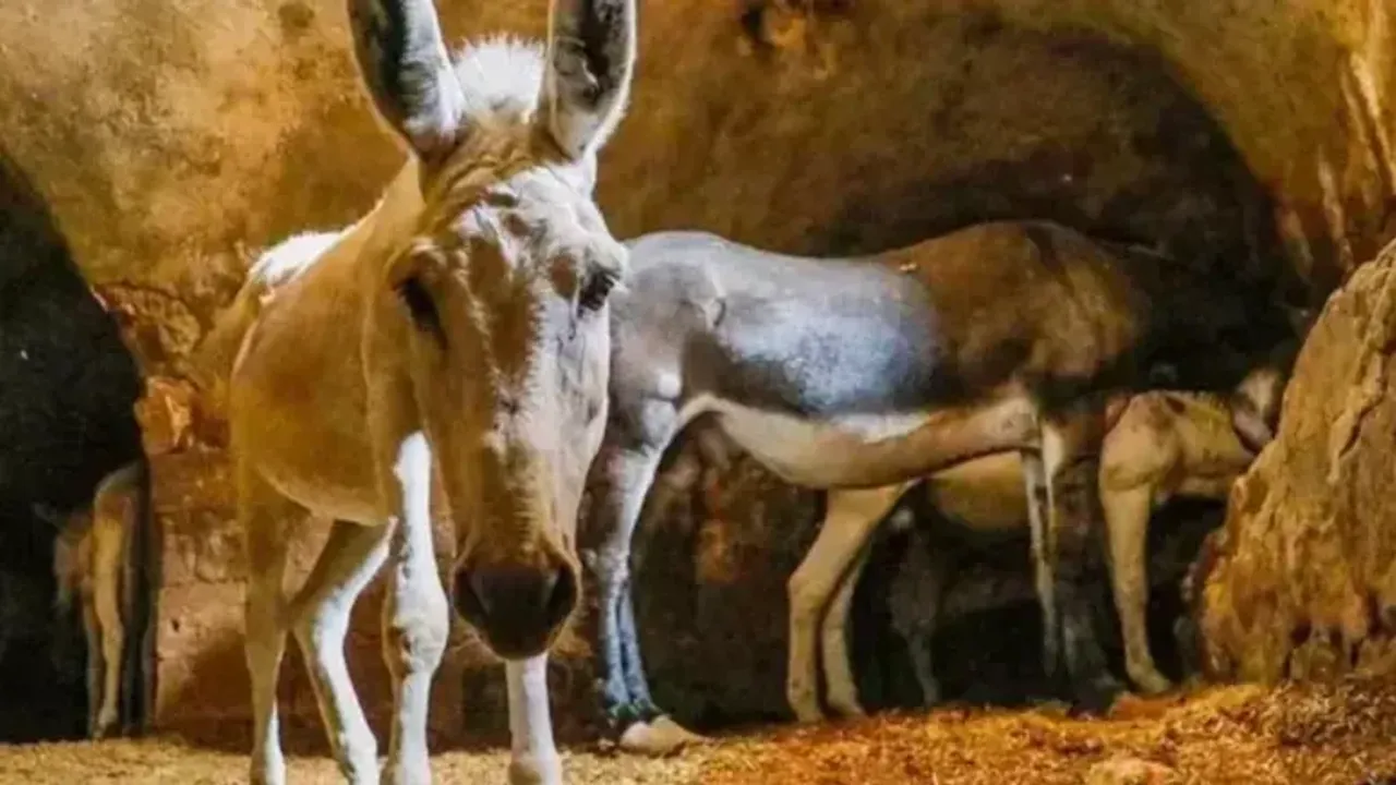 7 Yıl Çalışan Eşekler Emekli Oluyor