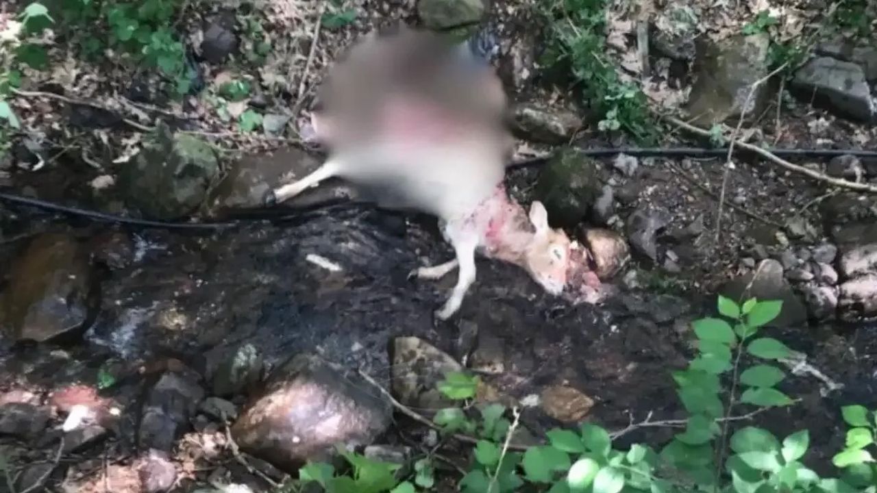 Derince’de Sokak Köpekleri Buzağıyı Telef Etti