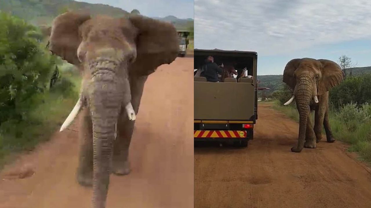 Safari Yapan Türkleri Fil Kovaladı