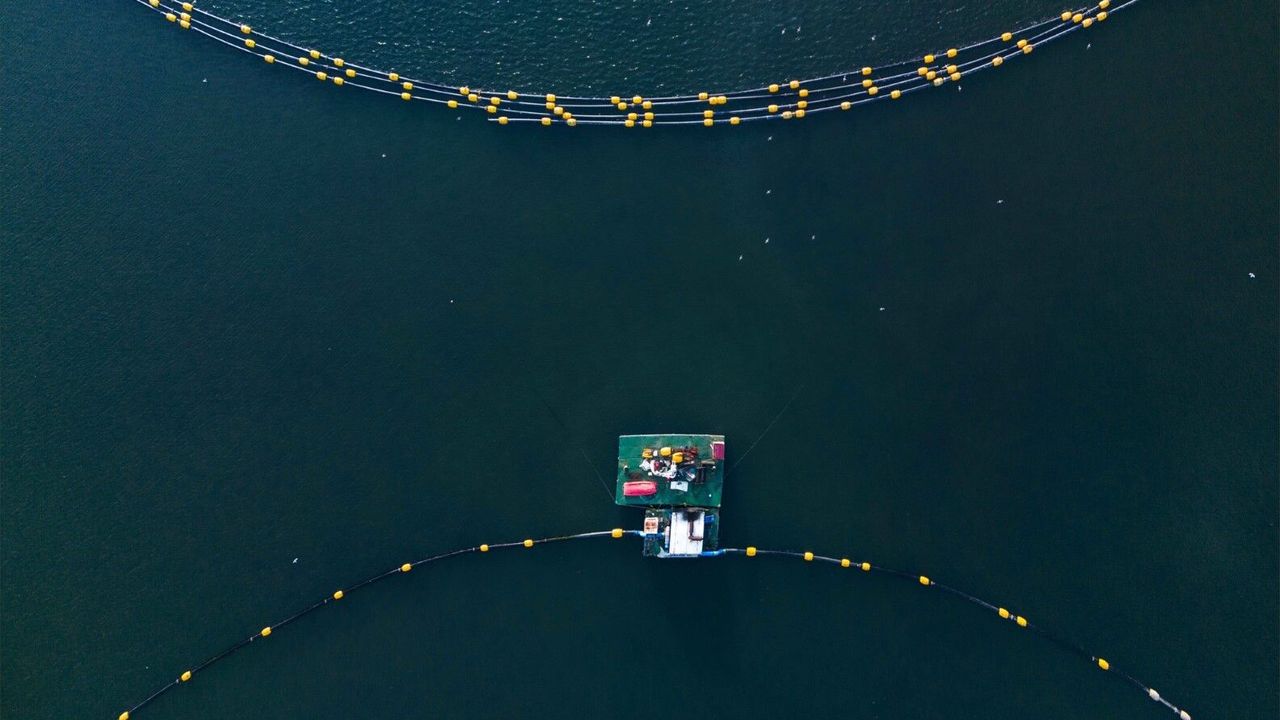 İzmit Körfezi'nin Sakinleri Geri Döndü