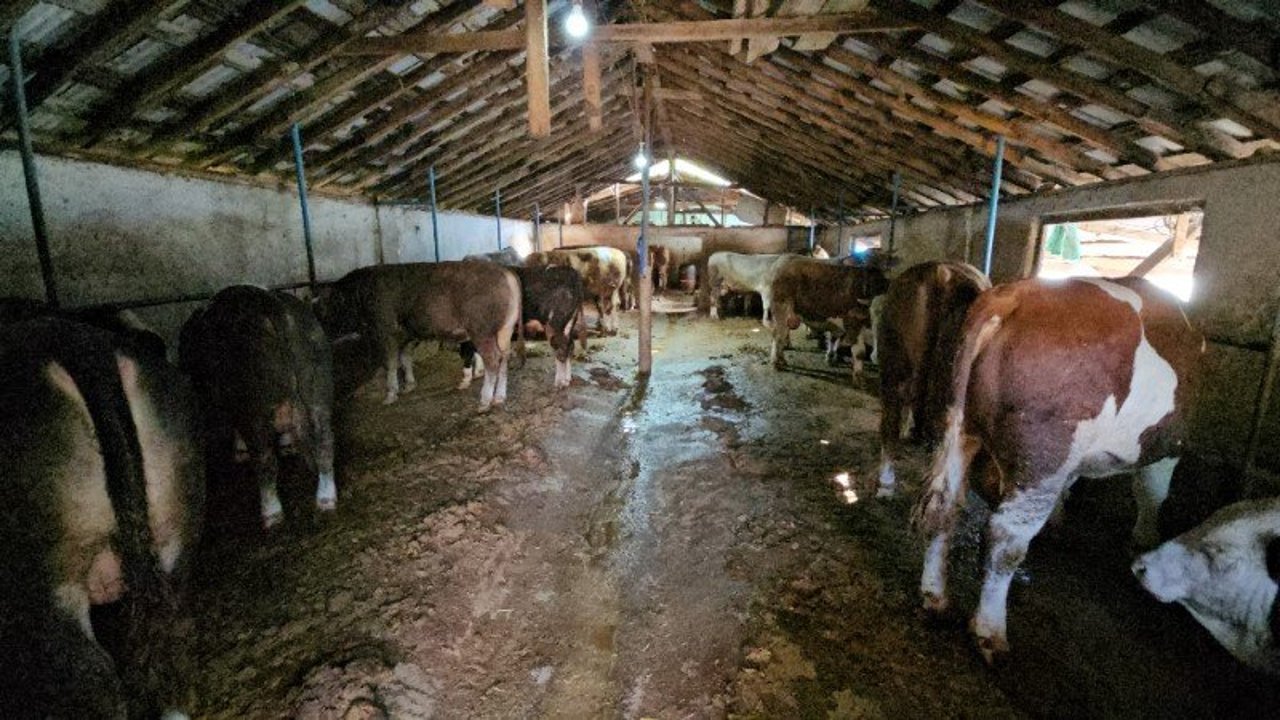 Gölcük’te Besi Çiftliğine Ceza Yağdı!