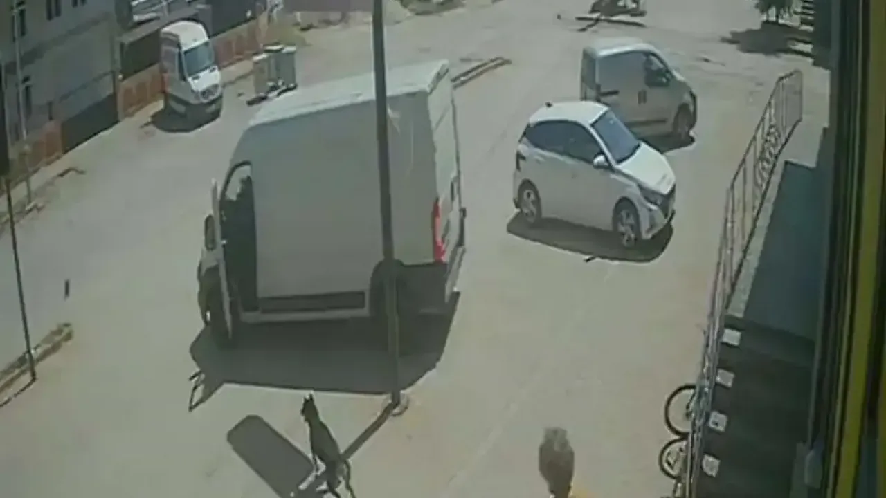 Kediye Bastı, Köpeği Tekmeledi: O Anlar Kamerada