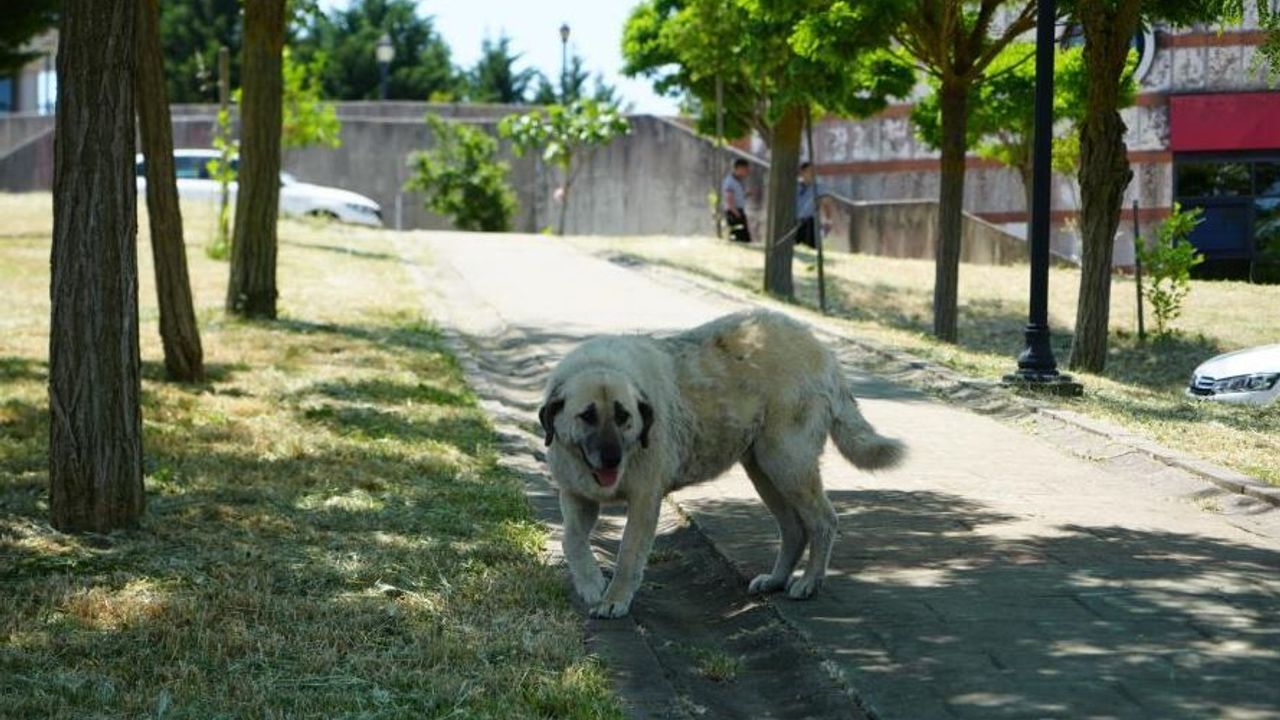KOÜ'de Sahipsiz Köpek Tedirginliği Sürüyor
