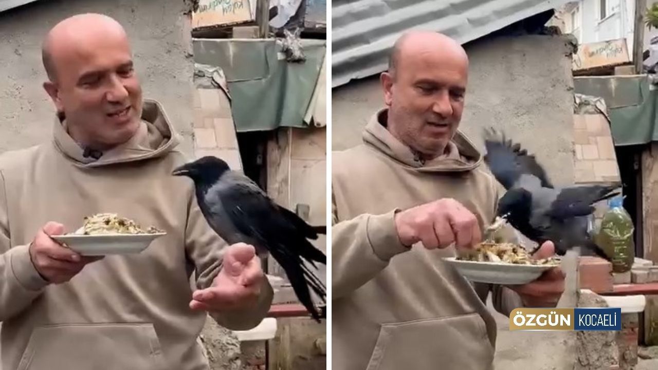 Körfez'de Şoförün Karga Dostluğu