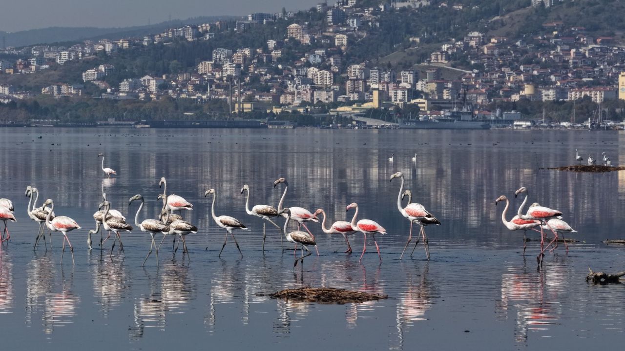 İzmit Körfezi'nde flamingolar konakladı