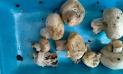 Küflü Mantar yenir Mi? Sağlığa Zararı Var Mı?