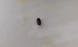 İzmit’te Kene Alarmı!