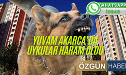 Köpek Sesleri Geceleri Uyutmuyor: “Yuvam Akarca Barınak Gibi Oldu”