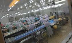 Kuş Gribi Alarmı! 460 Bin Tavuk İtlaf Edilecek