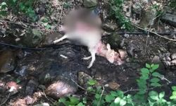 Derince’de Sokak Köpekleri Buzağıyı Telef Etti