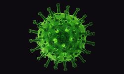 Yıllar sonra Türkiye'de tekrar görüldü!