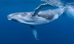 İnsan ömrünü uzatabilecek genetik ipucu