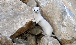 Beyaz Gelincik Görüldü