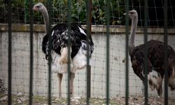 Kuş Gribi Alarmı! Türkiye'de de görüldü