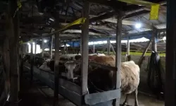 Şap Alarmı: 3 Köy Karantinada, Aşılama Seferberliği Başladı