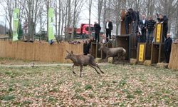 8 kızıl geyik daha Kuzuyayla’da doğaya salındı