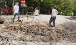 Üzerine ağaç devrilen işçi kurtarılamadı