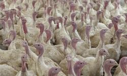 Dikkat! Üreticilere "kuş gribi" uyarısı