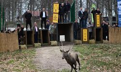 Kocaeli’de Yaban Hayatına Destek