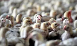 Kuş Gribi Can Aldı