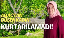 Ağaç Budamak İsterken Hayatını Kaybetti