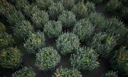 10 dönüm tarladan 2 kasa ayva çıktı