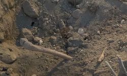 Kazı Çalışmasında İnsan Kemikleri Bulundu
