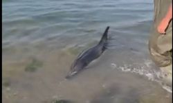 Başiskele Sahili’nde Yunus Alarmı