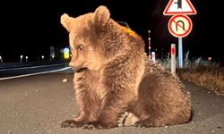 Üzgün Ayı Rehabilite Edildi